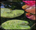 Water Lilies